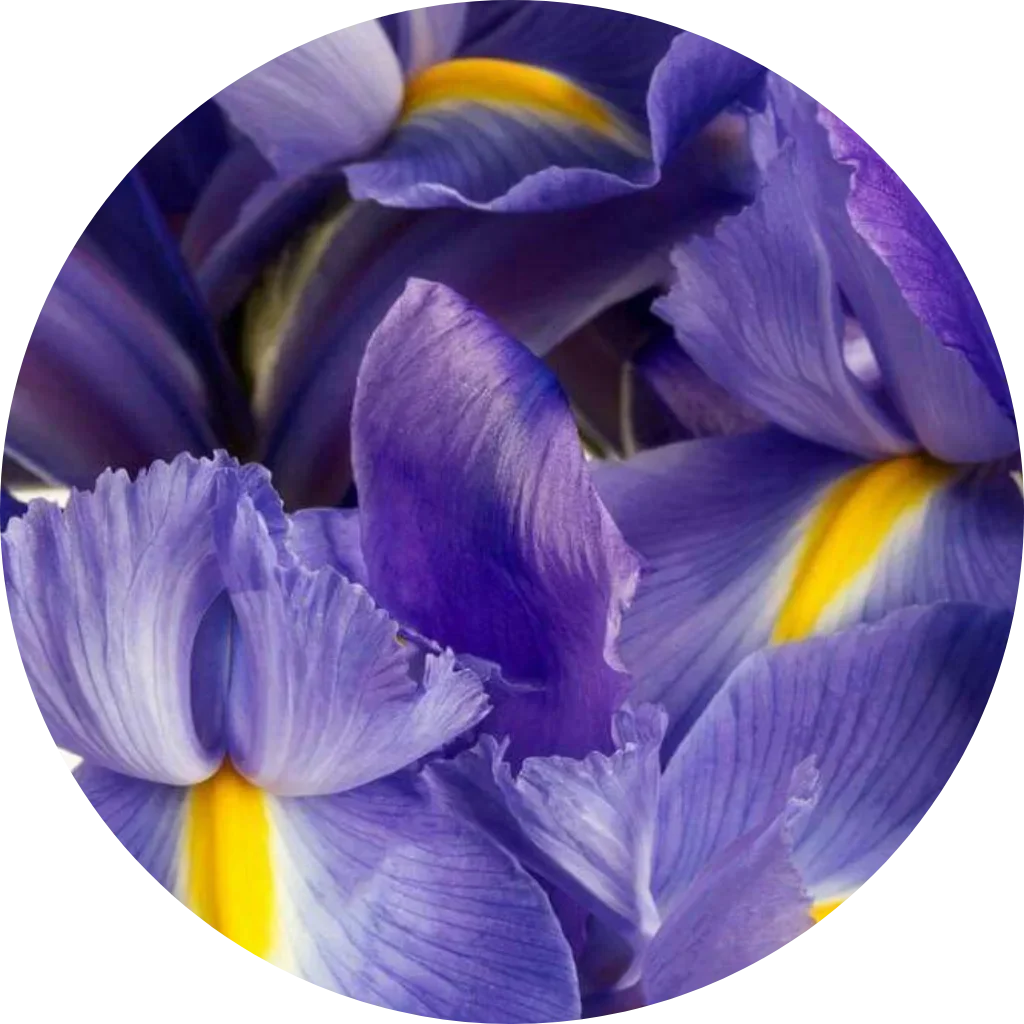 L’Iris: l'essenza preziosa che incanta