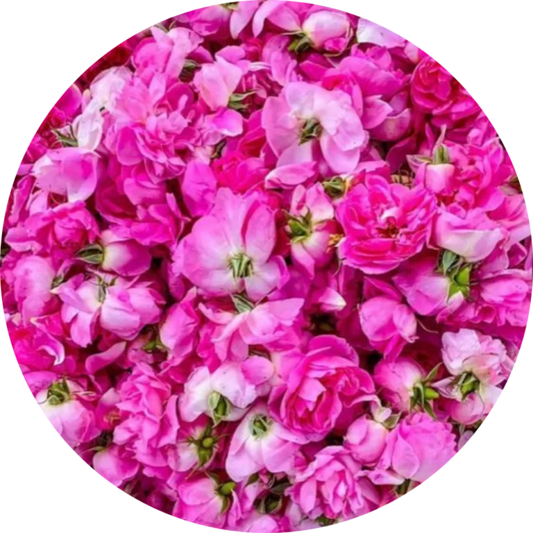 Rosa di Taif: L'Essenza Preziosa
