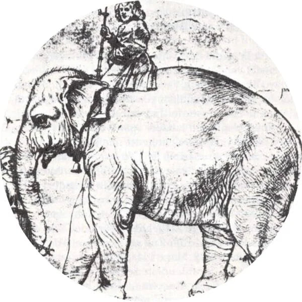 Annone - La storia dell'elefante bianco